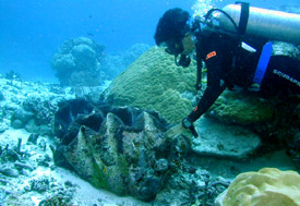 palau giant clams